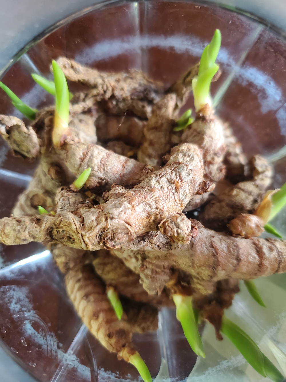 Natural Turmeric Root Sprouts